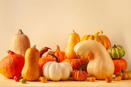 Still life with different sort of pumpkins. Autumn concept with food on pastel background with copy...