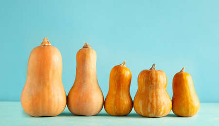 Butternut squash pumpkins on pastel blue background with copy space. Concept celebration of...