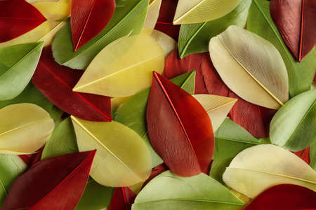 Abstract background with colorful bird feathers similar of autumn leaves. Flat lay