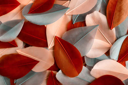 Abstract background with colorful bird feathers similar of autumn leaves. Flat layの写真素材