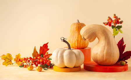 Modern still life with different sort of pumpkins, berries and leaves on colorful podiums. Autumn concept with food and geometric objects on pastel background with copy space.の写真素材