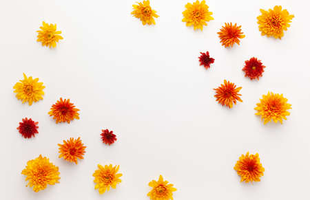 Autumn composition with colorful chrysanthemums white background. Flat lay, copy space.