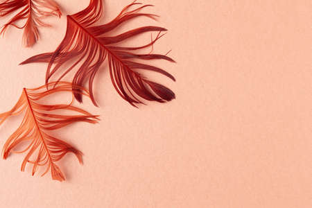 Beautiful red bird feathers on coral background. Flat lay with copy space