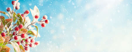 Christmas or winter background with snowy red berry branches. Nature landscape with copy space