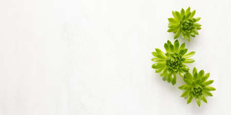 Composition of beautiful green succulent plants on light background. Top view, echeveria house plants. Bannerの写真素材