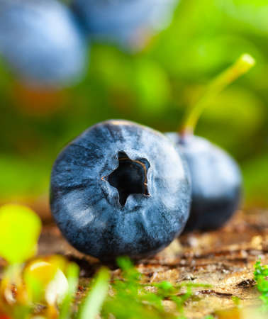 Fresh and ripe blueberries with green leaves growing in a forest. Concept of healthy and organic food. Macro, soft focusの写真素材
