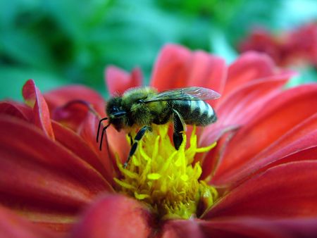 bee on a flower