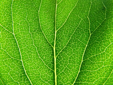 tree of the lilac leaf