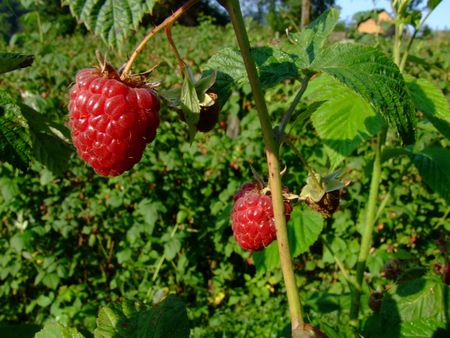 raspberry on a branch 