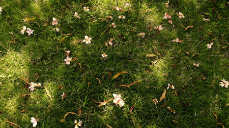 Pink Plumeria flowers and dead brown leaves laying on a grass patchの写真素材