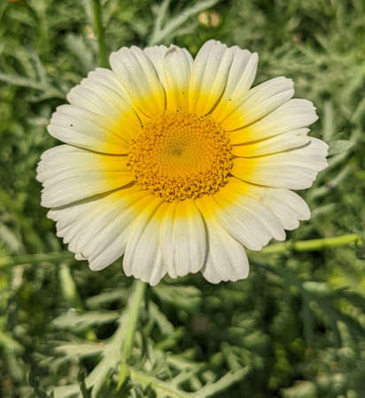 Common white daisy with yellow pattern and petals