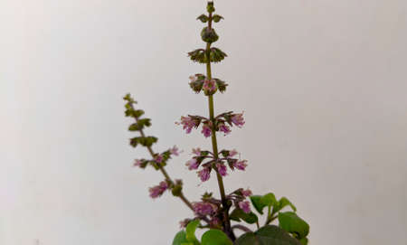 Holy basil and small pink flowers during spring season in Delhi in India