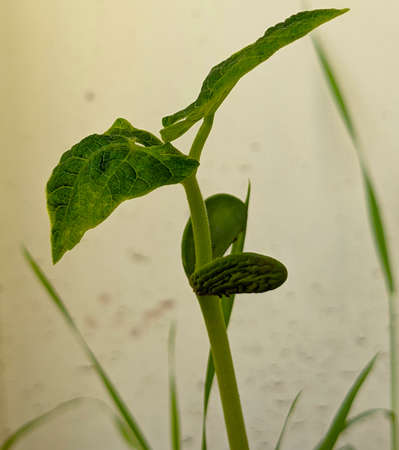 Kidney bean germinating plant in spring season in Delhiの写真素材