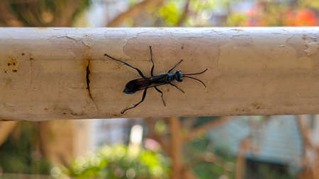 Blue mud dauber wasp searching for a nesting site in summer season