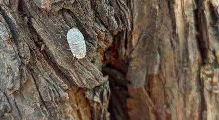 White mealybug taking nutrients from a tree bark on a sunny morning in Delhi