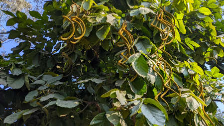 Fresh green Karen wood tree and fruits in a park in Delhi
