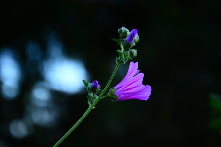 wildflower
