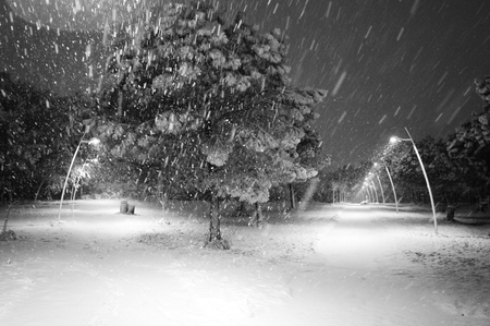Snowの写真素材