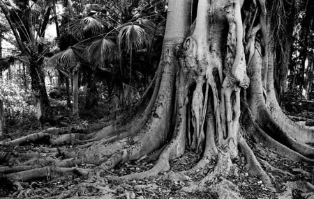 Intricate roots of a large tree in a wood