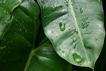 water droplet on the leafの素材