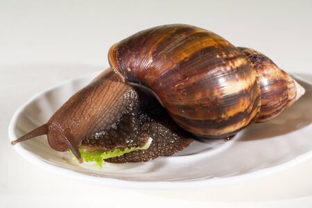 snail on the dishの写真素材