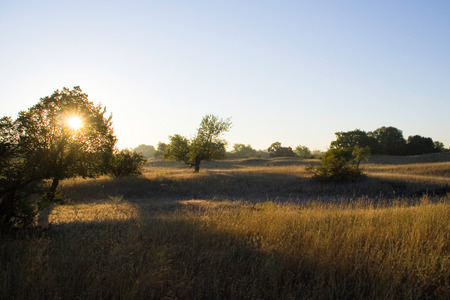 meadow in the rays of the rising sunの写真素材