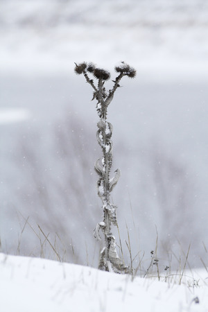 Dry thistle on the snow-covered lakesideの写真素材
