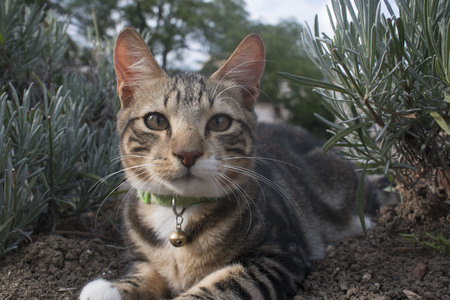 Cat Portraitの写真素材