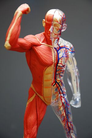 Muscle Human Toysの写真素材