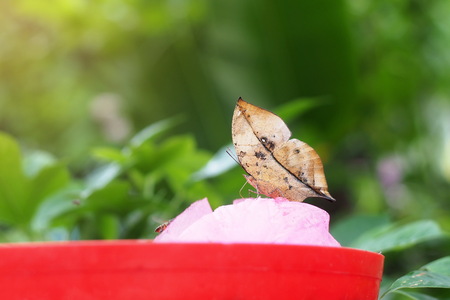 Butterfly insect on plant outdoorの写真素材