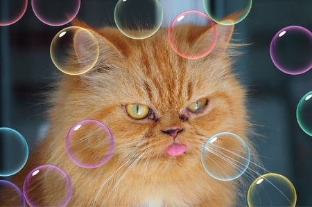 fluffy nice cat, Garfield.の写真素材