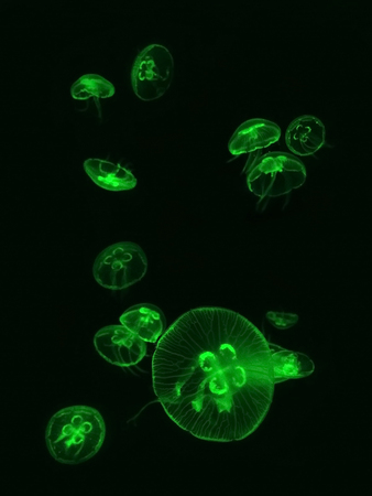 Graceful green jellyfish with long tentacles floating on black backgroundの写真素材