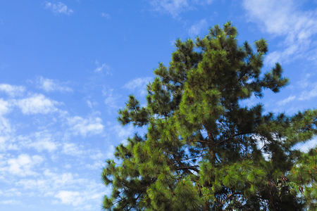 Beautiful lonely pine tree with blue sky background durinng summerの写真素材