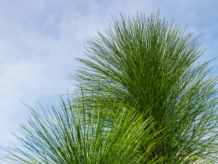 Fir trees against the sky background.