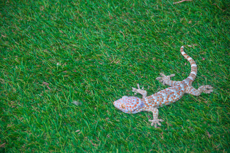 poka dots gecko with green grass background.の写真素材