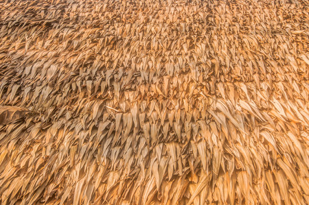 Dried bamboo leaves background texture.