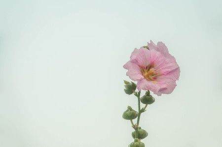 Pink Hollyhock flower with white background.