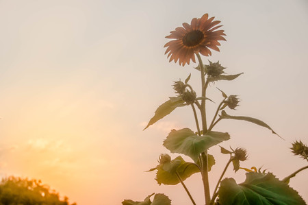 Close up of sunflower with sunset background.の写真素材