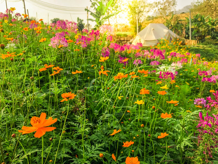 Yellow and pink Cosmos Flower with blurred back ground.の写真素材