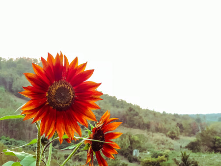 Close up of Red sunflower with nature backgroundの写真素材
