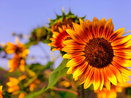 Close up of sunflower with blue sky backgroundの写真素材