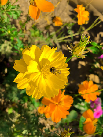 bee on the cosmos flower.の写真素材