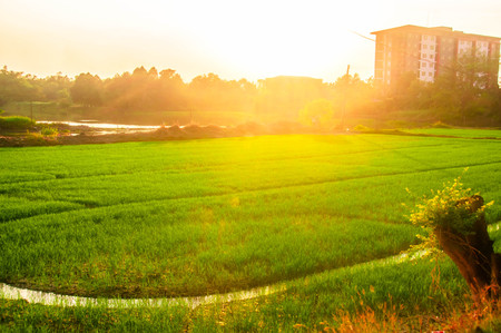 small river and green paddy field with sunlight background.の写真素材