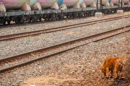 leprosy asian dog, animal sick leprosy skin problem at train station,Abandoned concept.の写真素材