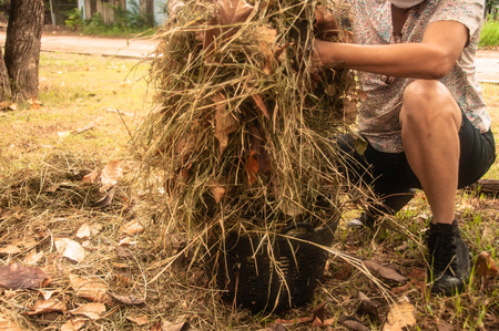 Woman holding the dry leaf pile at park/Human clean the garbage and dry leaves.の写真素材
