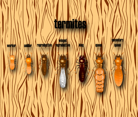 termite life cycle with wood background,cartoon style,vector.のイラスト素材