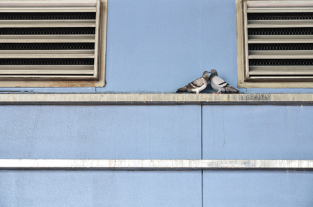 couple of lover pigeonの写真素材