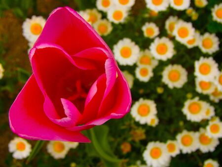 A pink tulip and margaretの写真素材