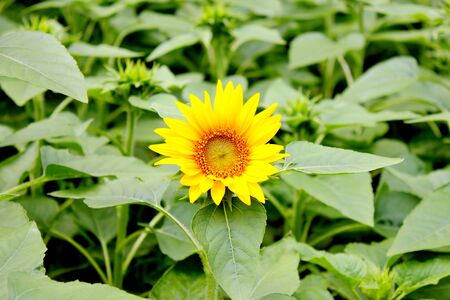 Sunflowerの写真素材