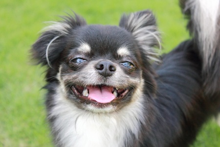 smiling dogの写真素材